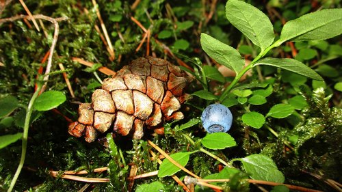 forest  pine cone  still life