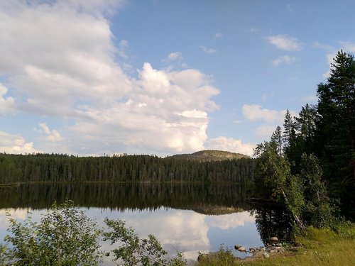 forest  nature  landscape