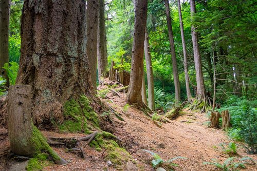 forest  nature  landscape