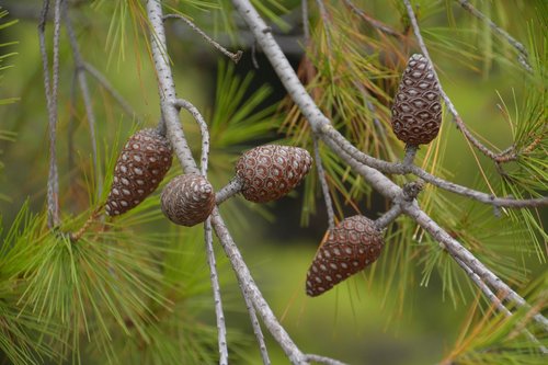 forest  needle  cones