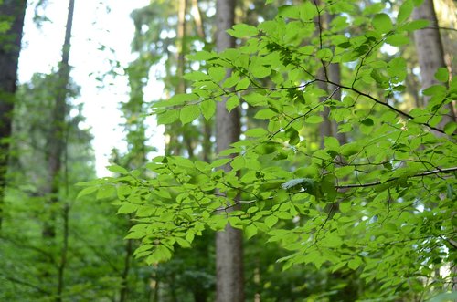 forest  trees  sheet