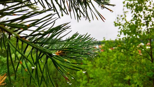 forest  rain  spruce