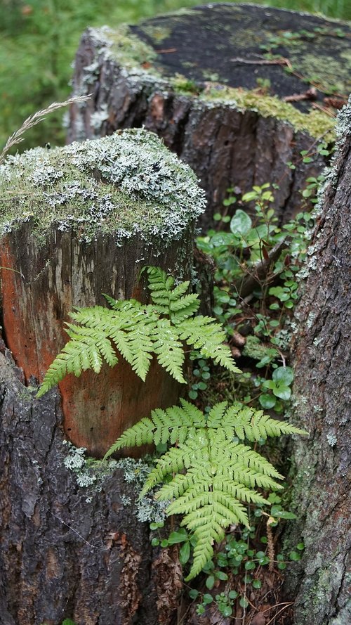 forest  greens  stump