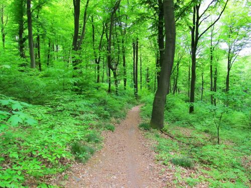 forest trees nature