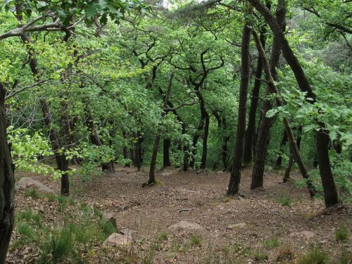 forest trees nature