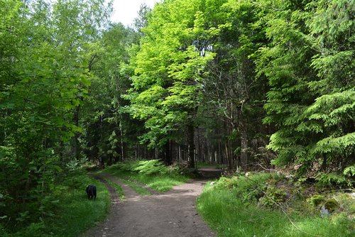 forest  nature  landscape