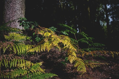 forest  fern  nature
