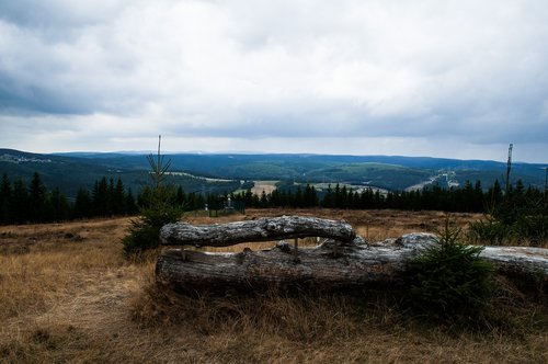 forest  germany  nature