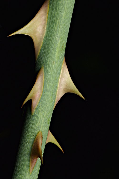forest  thorns  plant
