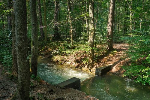 forest  river  bach