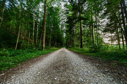 forest  path  nature