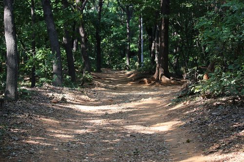 forest  new  mountain