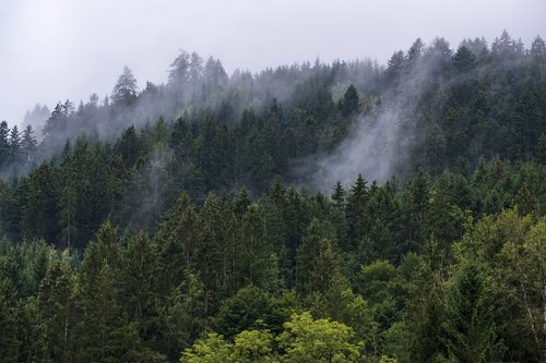 forest  trees  fog