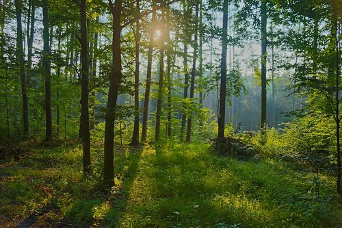 forest  trees  sunset