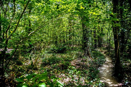 forest  green  landscape