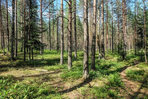 forest  russia  beauty