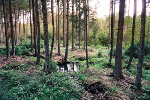 forest  trees  nature