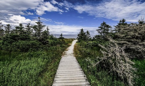 forest  landscape  trees