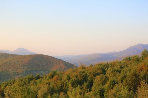 forest  landscape  nature