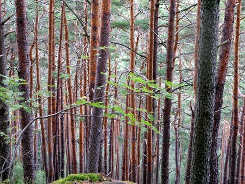 forest  vosges  france