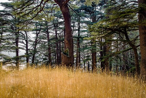 forest  tree  wood