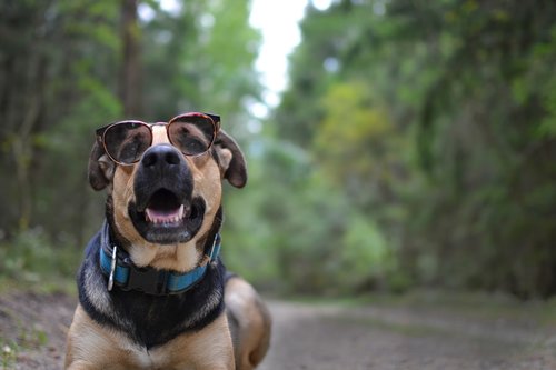 forest  glasses  eyes