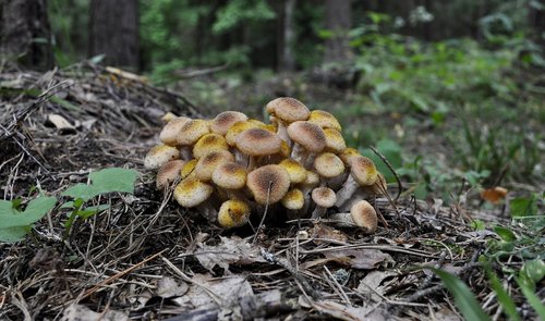 forest  opieńka  mushroom