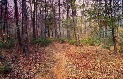 forest  woods  path