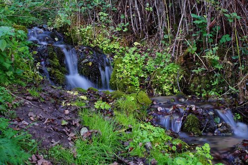 forest  nature  creek