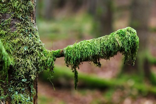 forest  moss  green