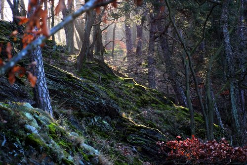 forest  light  morning