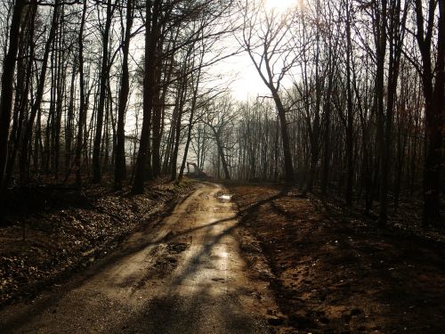 forest forest path away