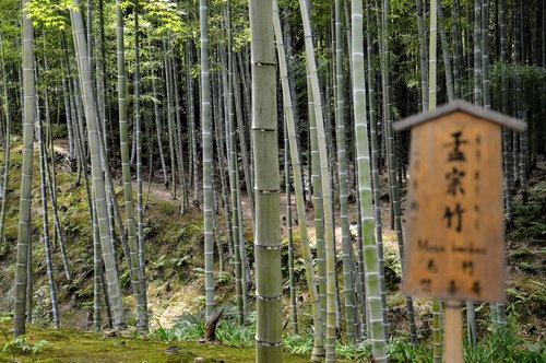 forest  bamboo  japan
