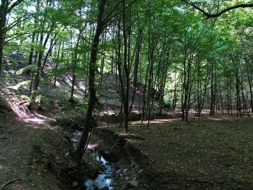 forest wood trees