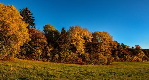 forest  fall  leaves