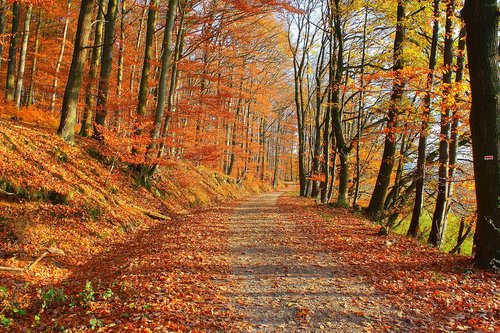 forest  nature  trees