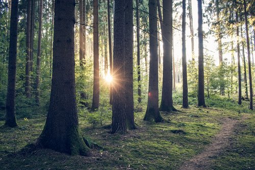 forest  sunrise  landscape