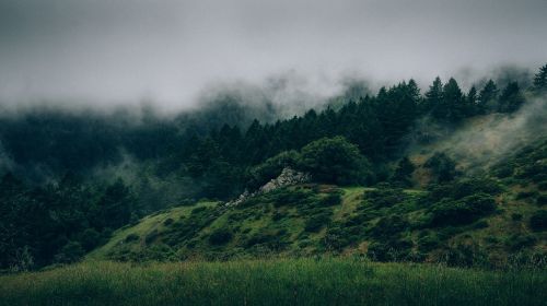 forest fog misty