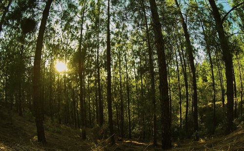 forest  forests  pine forest