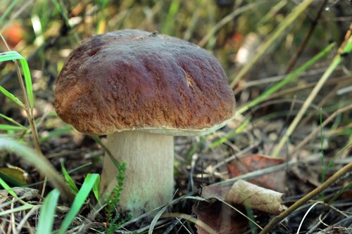 forest  mushrooms  in the fall of