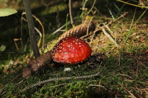 forest  autumn  fungus