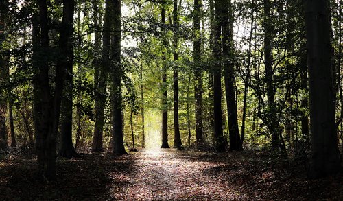 forest  forest path  nature