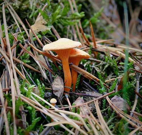 forest  mushrooms  autumn