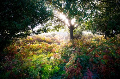 forest  autumn  nature