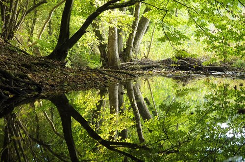 forest  nature  landscape