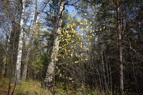forest  autumn  birch