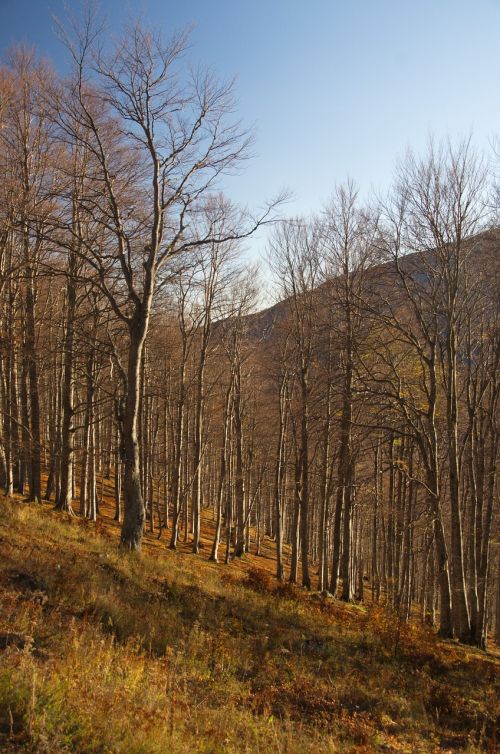 forest mountain nature