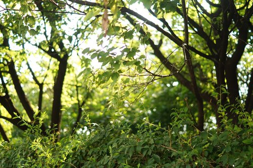 forest  wood  nature