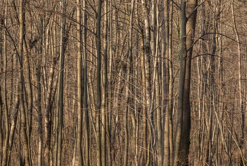 forest  autumn  tree trunks