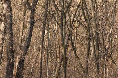 forest  autumn  tree trunks